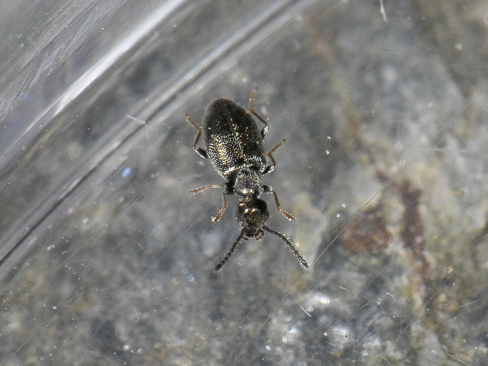 Microhoria plumbea - Anthicidae